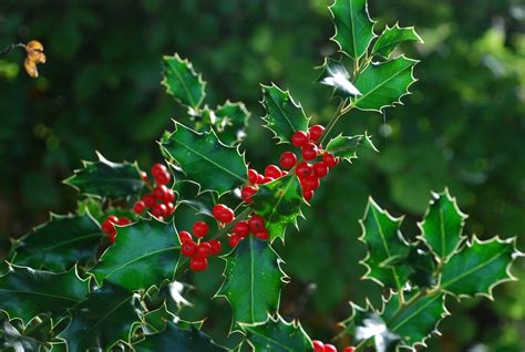 holly (ilex aquifolium) Free Photo Download | FreeImages