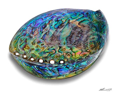 NZ's paua shell - beautiful colours | Paua shell jewelry, Sea shells, Paua shell