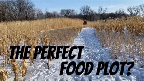 FOOD PLOT DESIGN: What you plant and where you plant it can increase daytime deer movement ...