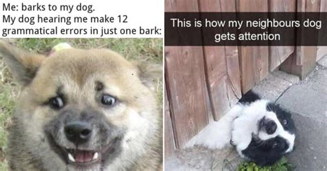 40+ Wholesome Dog Memes To Brighten Your Day (December 7, 2023)