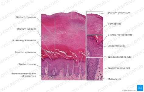 Skin: Cells, layers and histological features | Kenhub