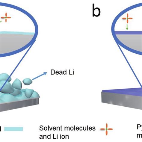 Schematic diagrams of Li metal structures in different electrolytes in ...