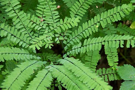 Native Ferns | Prairie Nursery