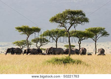 Elephant Herd Image & Photo (Free Trial) | Bigstock