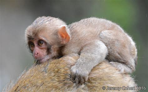 Japanese Macaque Baby Profile and Description - Primates Park