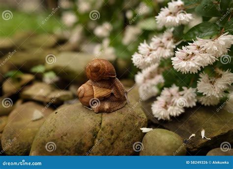 Snail on the stump stock photo. Image of pest, motion - 58249326