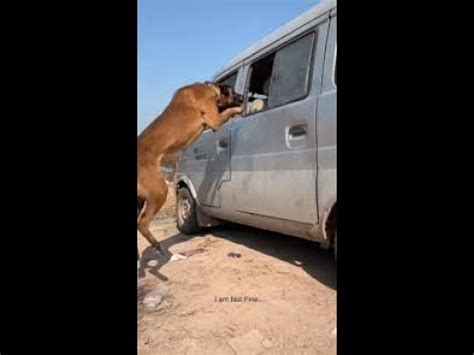 كلب ذكي جدا 🐕 أحياناً الكلاب تجعلك تستغني عن البشر شاهد وأحكم بنفسك - YouTube