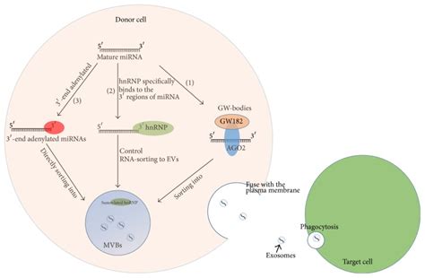 Role of Exosomal Noncoding RNAs in Lung Carcinogenesis | Exosome RNA