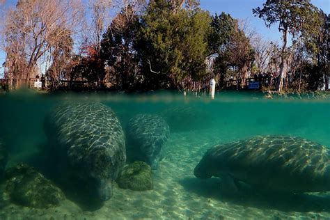 Crystal River Manatee Season: A Year-Round Adventure Amidst Nature's ...