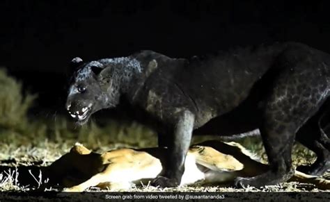 Black Panther Hunting Prey