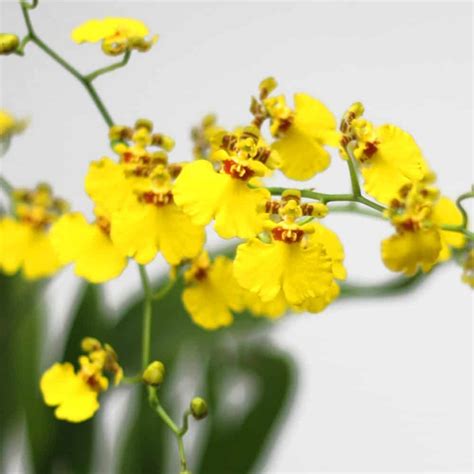 Growing And Caring For Oncidium Orchids At Home - MORFLORA