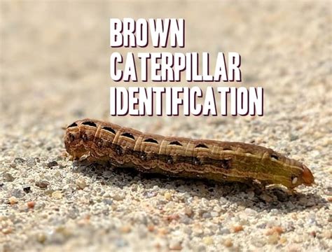 Brown Caterpillar Identification Guide With Photos - Owlcation