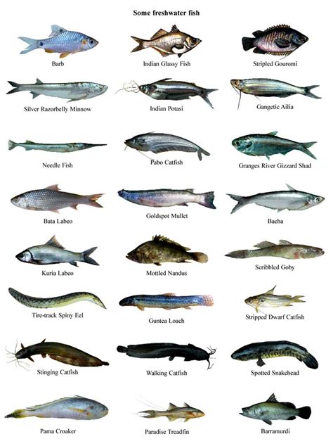 File:Fish03.jpg - Banglapedia