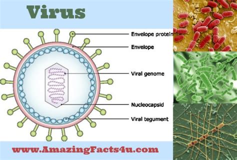 Virus Amazing Facts 4 u