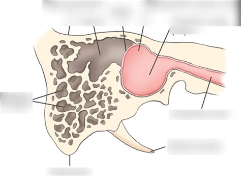 Mastoid Air Cells Cross-Sectional View Anatomy Diagram | Quizlet