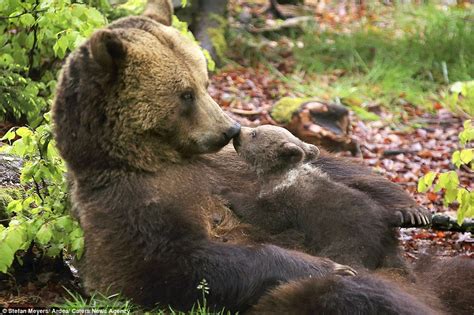 Give me a kiss, mum! Adorable bear cub cuddles up to its mother and gives her a peck | Daily ...