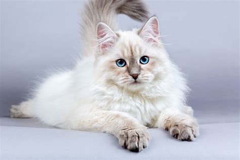 10 Hypoallergenic Cats Great for People with Allergies - Wonderslist