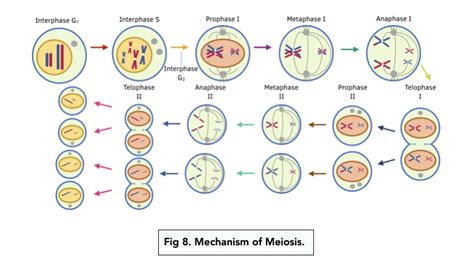 Cell Division By Meiosis (A-level Biology) - Study Mind