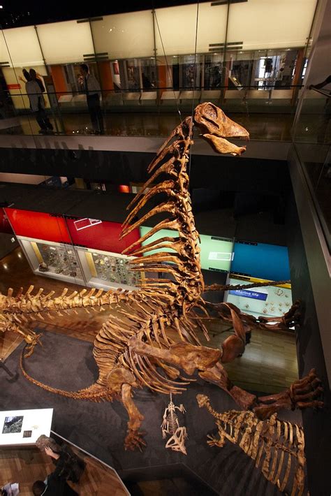 Dinosaur Walk at Melbourne Museum | Museum Victoria | Flickr