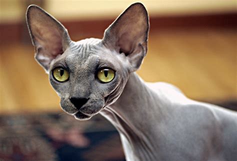 Sphynx Cat: Pictures, Personality, and How to Care for Your Sphynx Cat