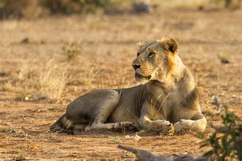 TSAVO MALE LION | Tsavo lions (Panthera leo nubica) are a di… | Flickr