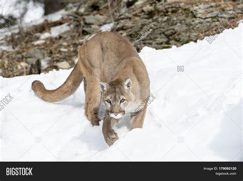 Mountain Lion Hunts Prey Snowy Image & Photo | Bigstock