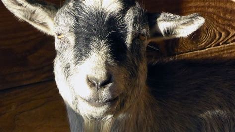 Goat Up Close Free Stock Photo - Public Domain Pictures