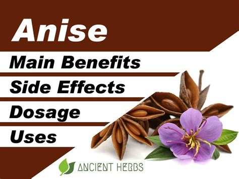 Anise Benefits, Uses, Dosage & Side Effects