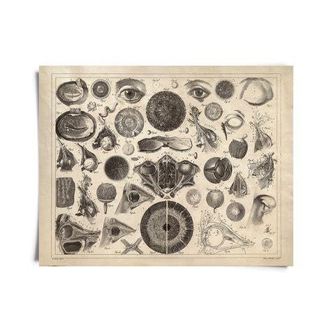 Vintage Anatomy Eye Diagram Optometry Print / High Quality Giclee Print ...