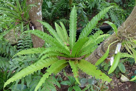 Birds Nest Fern: How To Grow And Care For Asplenium Species - Epic ...