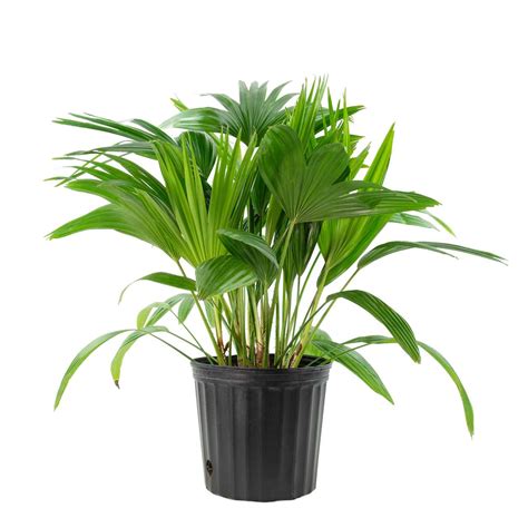 Fan Palm: Everything You Need To Know About This Popular Houseplant ...