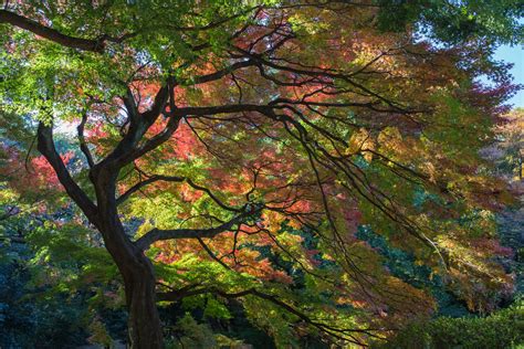 Shinjuku Gyoen Park: Early Autumn Foliage | TiptoeingWorld