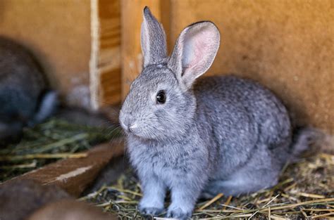 The Silver Rabbit - Complete Breed Guide