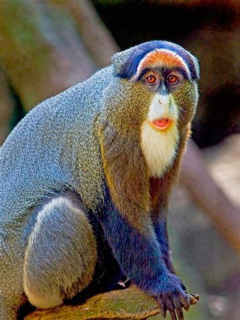 Colorful monkey | Animais incomuns, Animais da natureza, Animais de ...