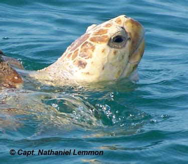 Mosquito Lagoon Wildlife – Indian River Wildlife – Florida Wildlife – Ponce Inlet Wildlife