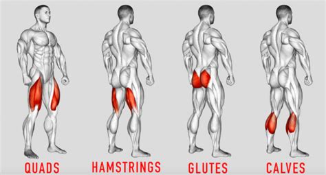 Reverse Hack Squat: How to Do It, Benefits, & Alternatives - FitLifeFanatics