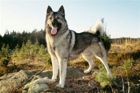 Norwegian Elkhound | Primitivo, Cani