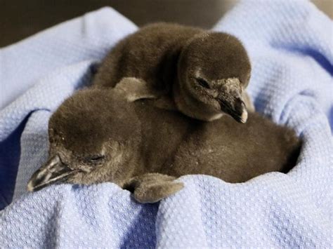 Watch | The moment adorable African baby penguins hatch | Hindustan Times