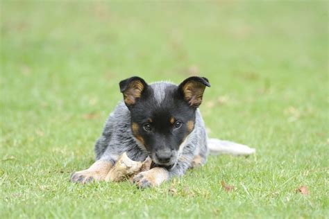 Blue Heeler Feeding Chart: Crunching The Kibble