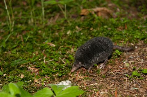 American shrew mole - Alchetron, The Free Social Encyclopedia