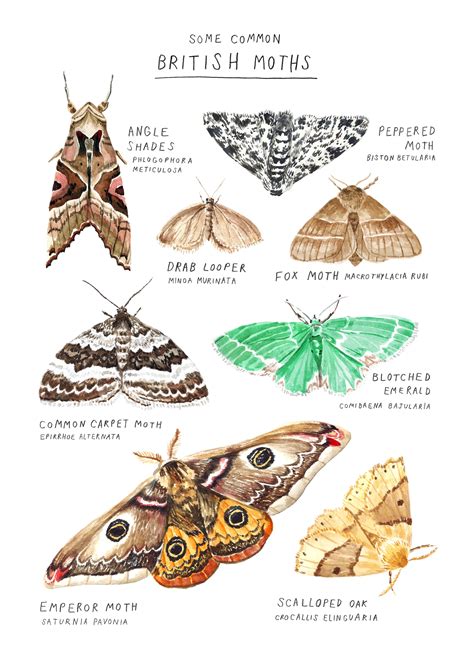 Moth Species Art Print A4 Size | Etsy UK | Moth species, Moth art, Moth illustration