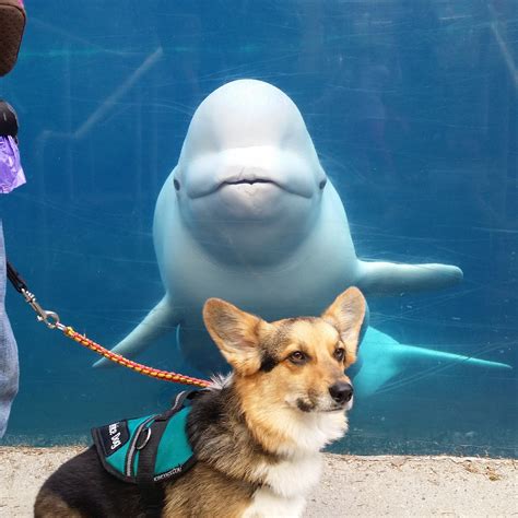 The Beluga & My Boy : corgi