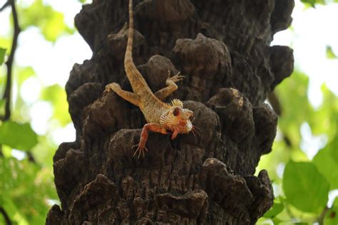 Lizard on tree 2883329 Stock Photo at Vecteezy