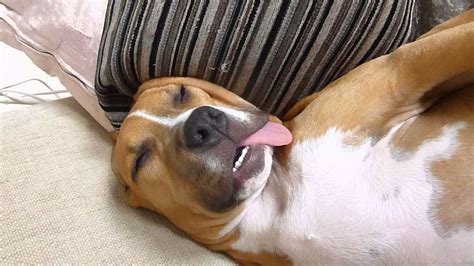 Funny Sleeping Dog Amstaff - YouTube