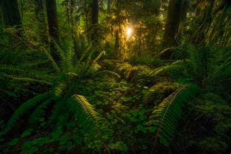 Serene Tropical Rainforest HD Wallpaper by Marc Adamus