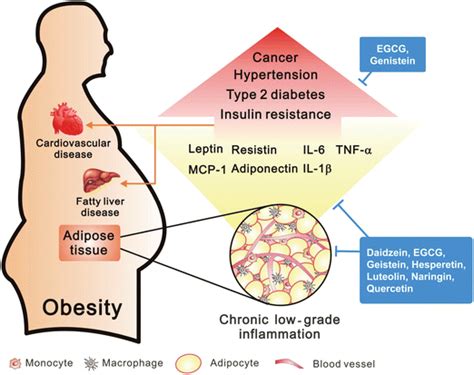 Anti-inflammatory activity of natural dietary flavonoids - Food & Function (RSC Publishing) DOI ...