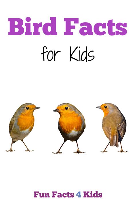 All About Birds Facts for Kids – Fun Facts 4 Kids