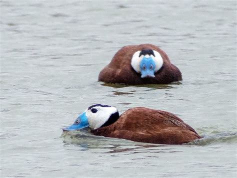 White-headed Duck - eBird