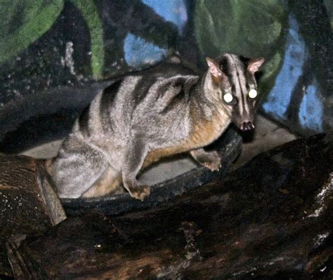 Banded Civet (Mammals - Wild Latitudes Borneo Tour) · iNaturalist