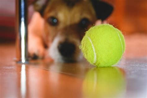 Is it safe for my dog to play with a tennis ball? | zooplus Magazine